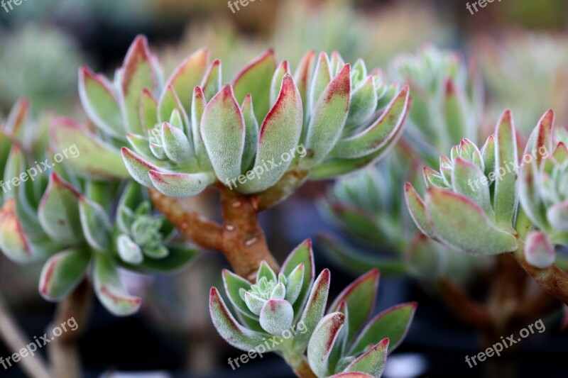 A Fleshy Plant Fleshy In This Cactus Garden Flowers