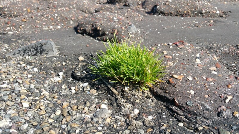 Asphalt Dike Grass Nature Road