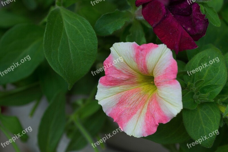 Flower Cone Flower Small Periwinkle Creeping Subshrub Toxic