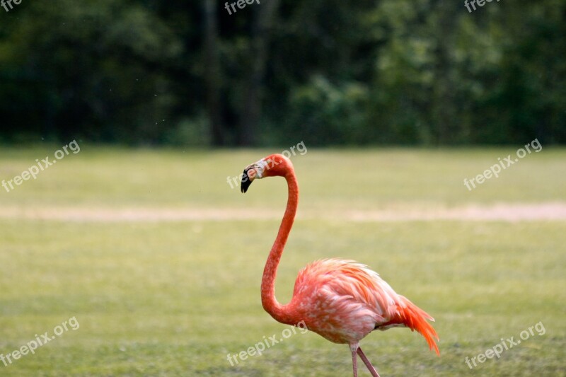 Flamingo Zoo Bird Pink Flamingo Enclosure