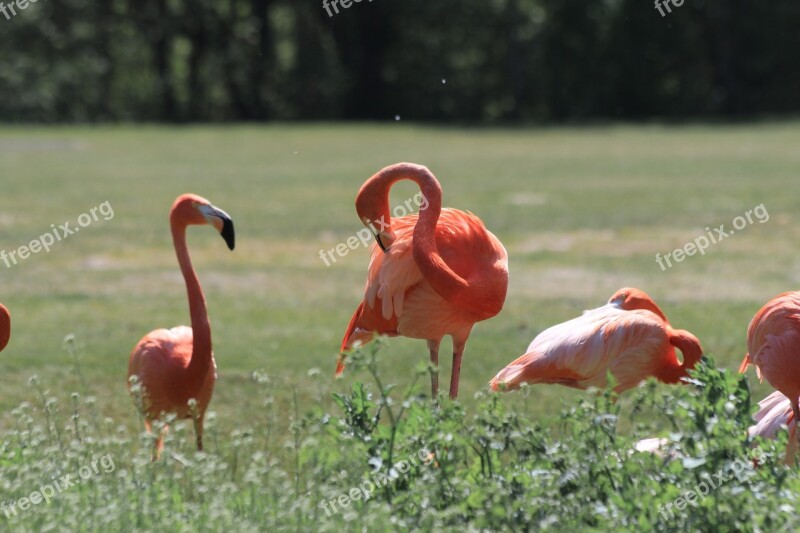 Flamingo Zoo Birds Pink Free Photos