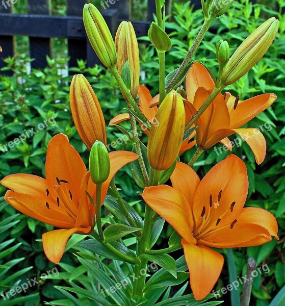 Lily The Flower Flower Cup Rozkwitłe Flowers Flowering