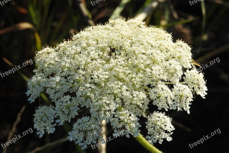 Wild Carrot Plant Grassland Plants Umbelliferae Daucus Carota