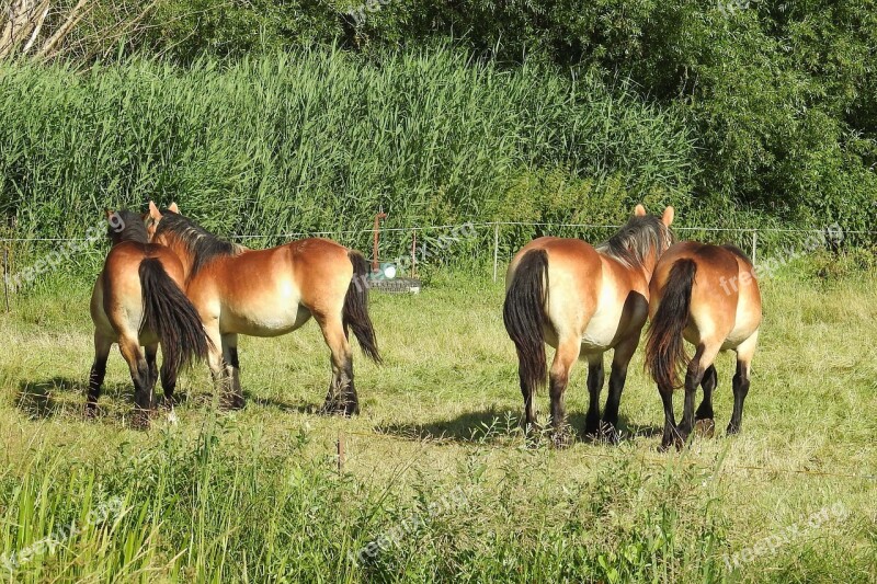 Horses Pasture Paddock Graze Meadow