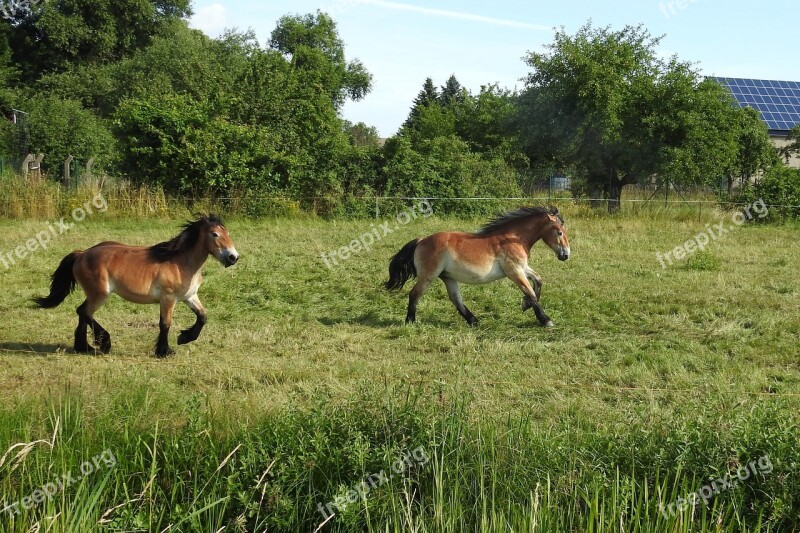 Horses Pasture Paddock Graze Meadow