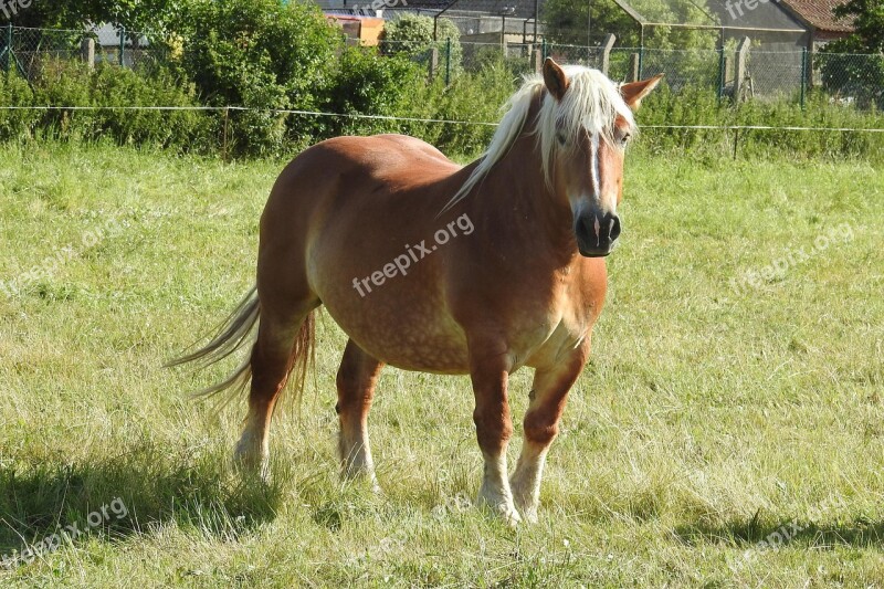 Horse Pasture Paddock Graze Meadow