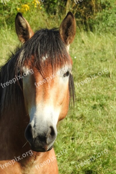 Horse Cold Blooded Animals Pasture Kaltblut Pferdeportrait