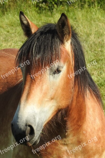 Horse Cold Blooded Animals Pasture Kaltblut Pferdeportrait