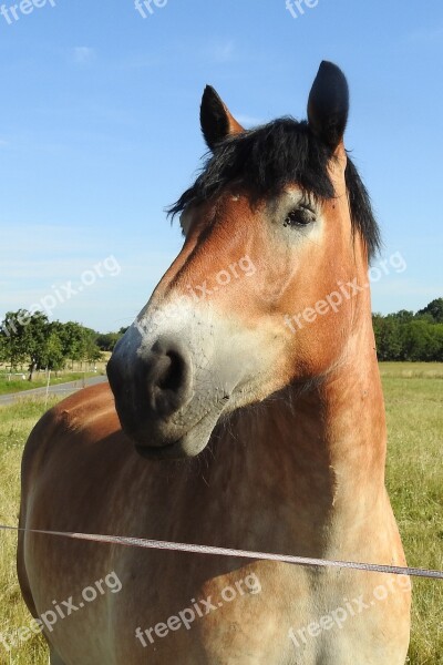 Horse Cold Blooded Animals Pasture Kaltblut Pferdeportrait