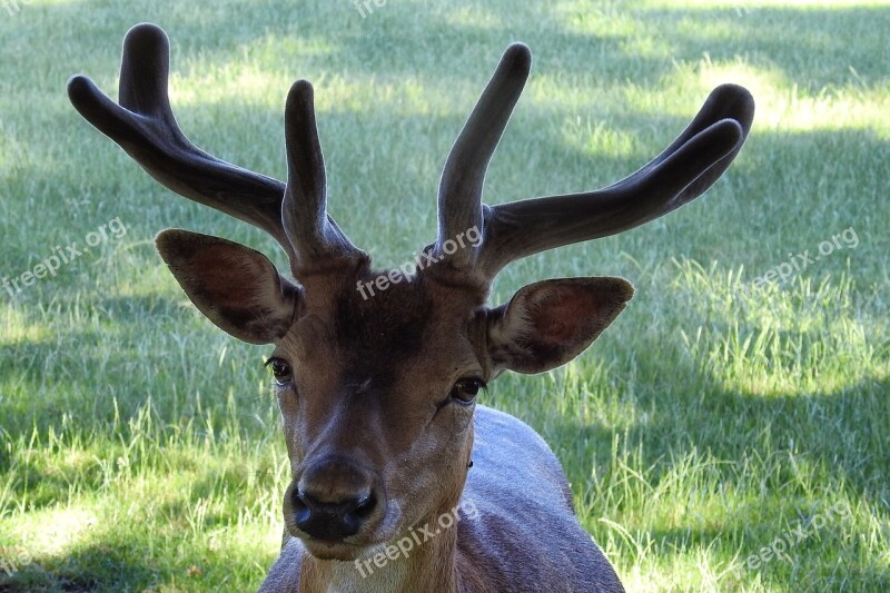 Hirsch Antler Fallow Deer Scheu Forest Animal