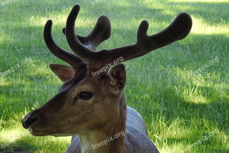 Hirsch Antler Fallow Deer Scheu Forest Animal