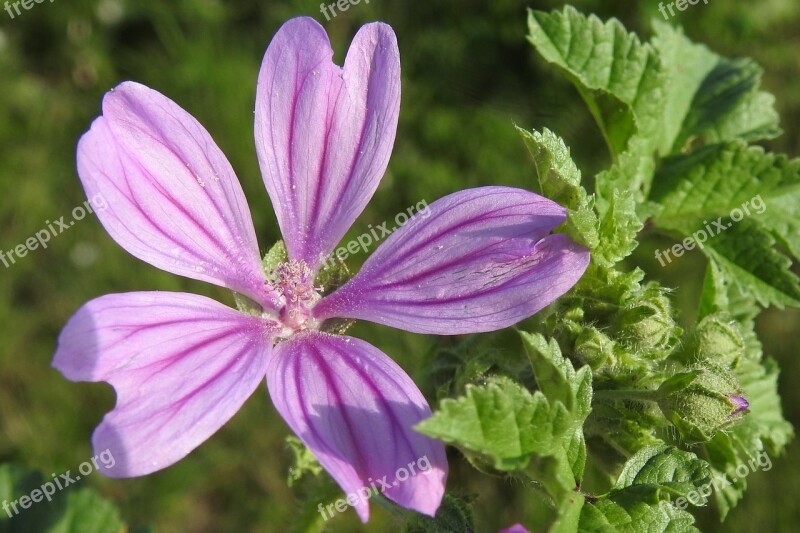 Wild Mallow Pointed Flower Wild Flower Malva Sylvestris Var Mauritiana