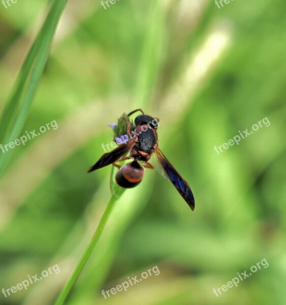 Wasp Mason Wasp Red And Black Mason Wasp Insect Flying Insect