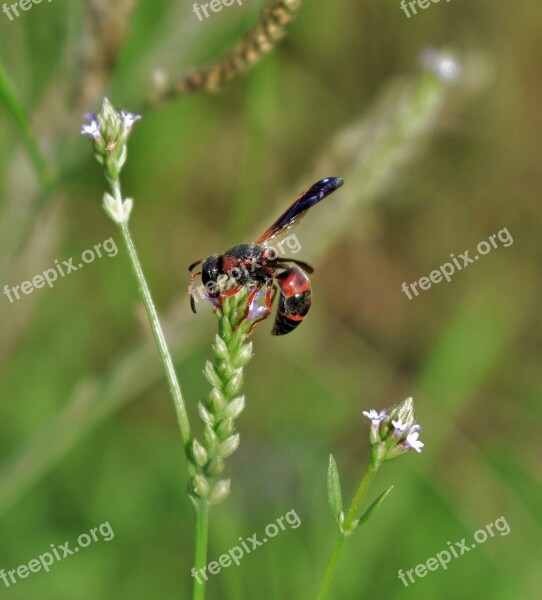 Wasp Mason Wasp Red And Black Mason Wasp Insect Flying Insect