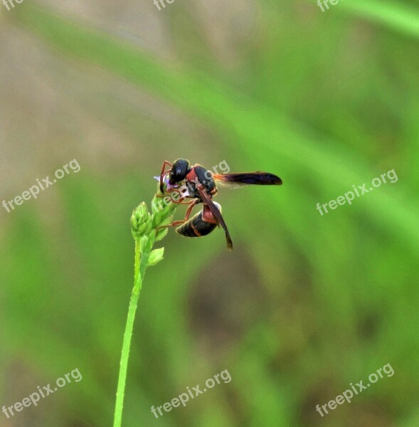 Wasp Mason Wasp Red And Black Mason Wasp Insect Flying Insect