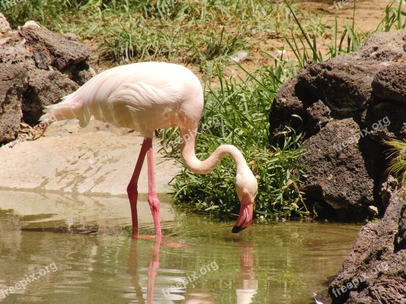 Flamingo Bill Bird Pink Flamingo Nature