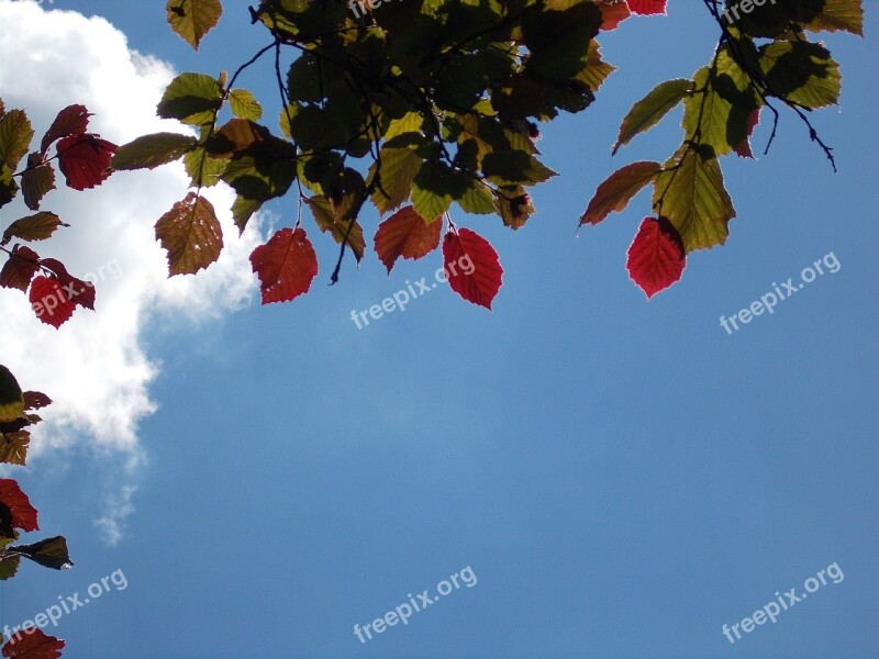 Leaves Coloring Walnut Sky Blue