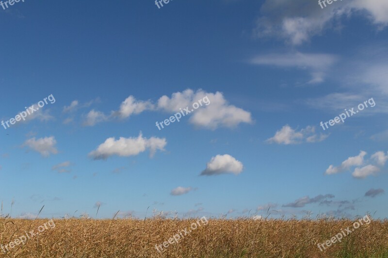 Field Of Rapeseeds Faded Summer Blue Sky Clouds