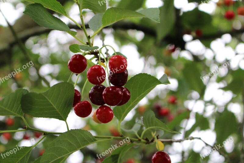 Cherry Sour Sour Cherry Tree Summer