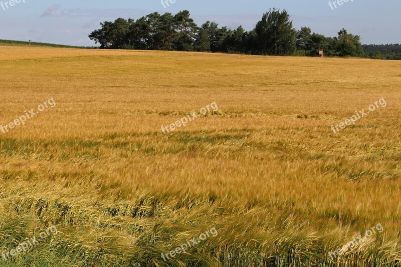 Barley Field Summer Nature Landscape Agriculture