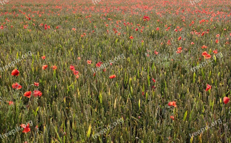 Poppies Poppy Red Nature Meadow