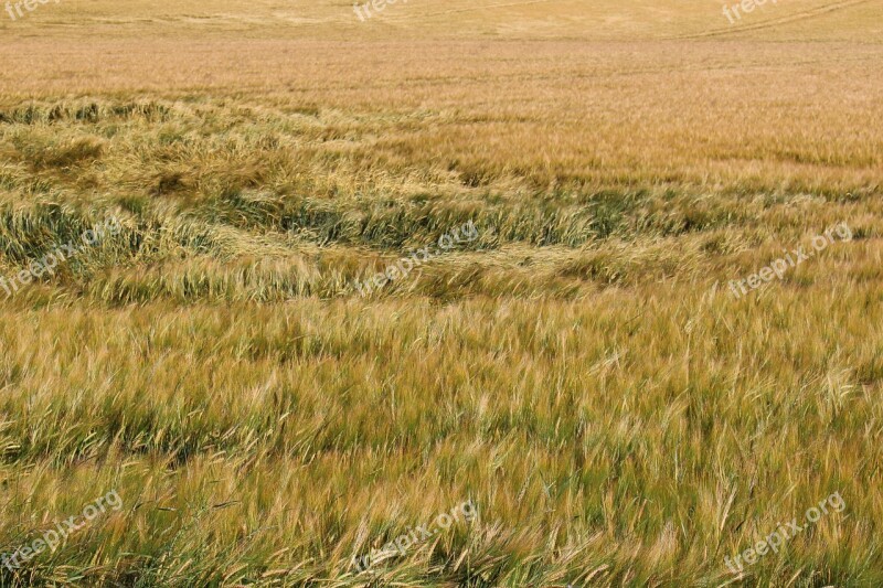 Barley Field Wind Eddy Summer