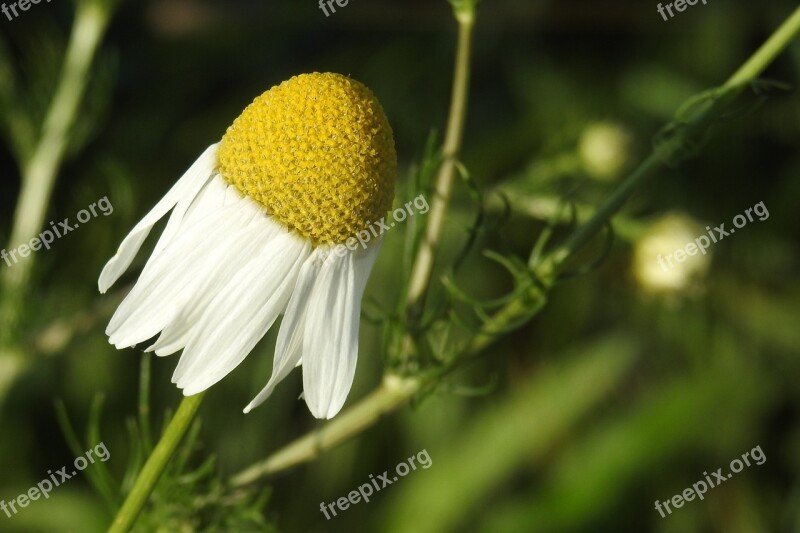 Chamomile Chamomile Flower Composites Roadside Free Photos