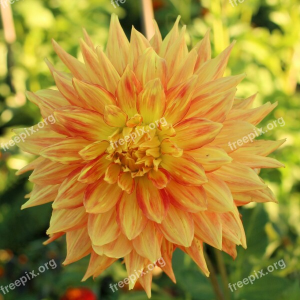 Dahlia Blossom Bloom Dahlia Flower Garden Plant