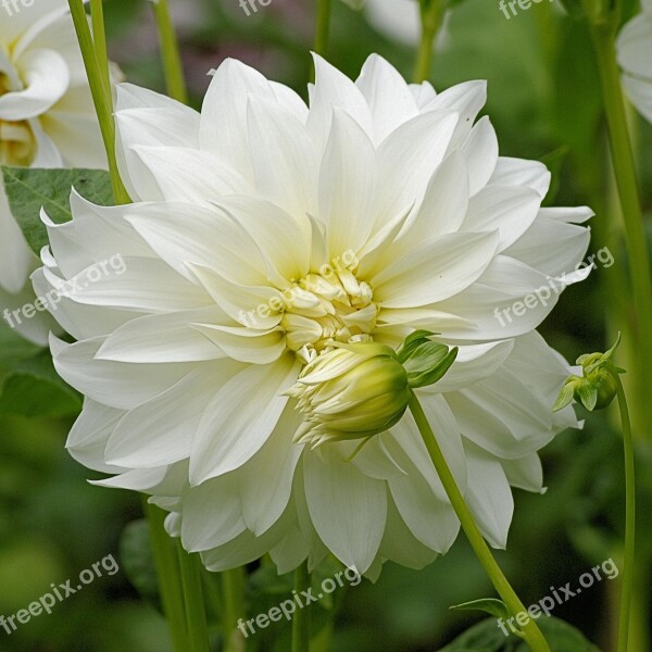 Dahlia Blossom Bloom Dahlia Flower Garden Plant