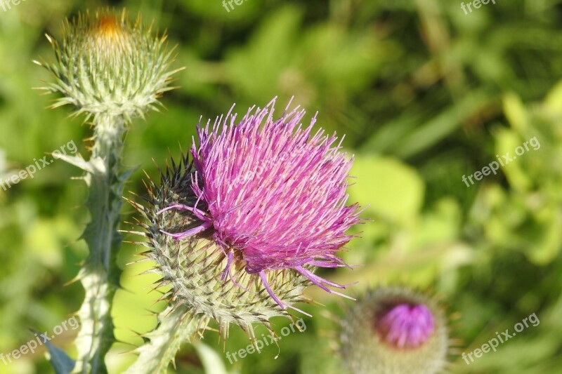 Diestel Thistle Flower Prickly Thistle Bud Free Photos