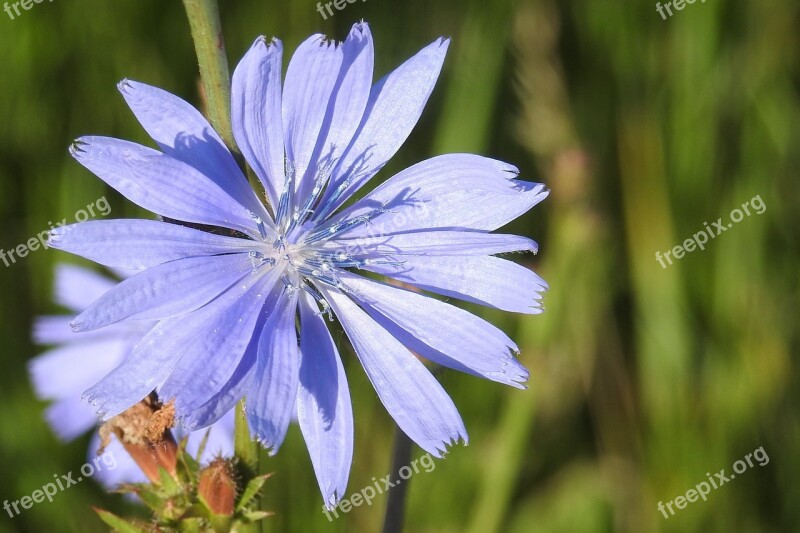 Chicory Wild Flower Blossom Bloom Ordinary Chicory