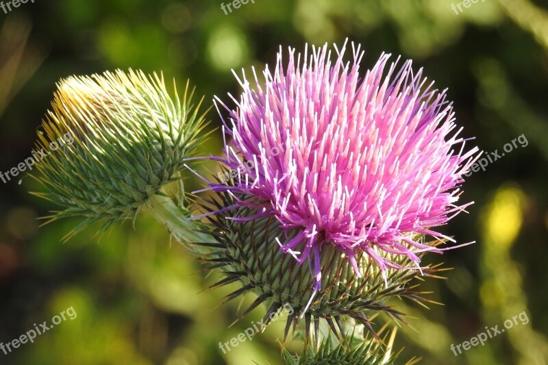 Diestel Thistle Flower Prickly Thistle Bud Free Photos