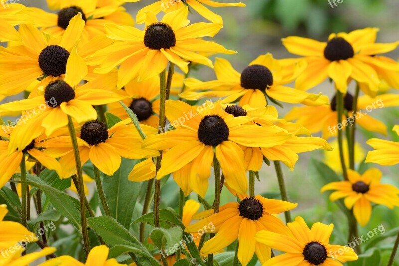 Coneflower Yellow Yellow Flowers Shining Coneflower Flower Garden