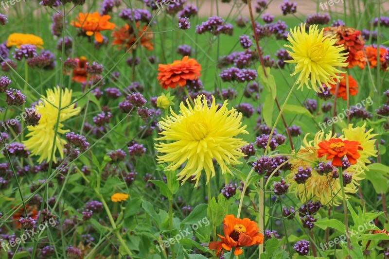 Dahlias Flower Bed Garden Flowers Color