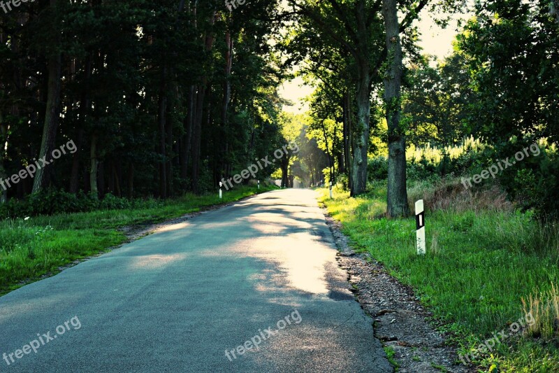 Road Avenue Away Asphalt Forest Road