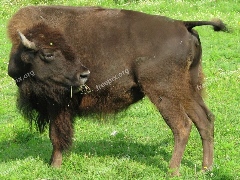 American Bison Bison Bison Ontario Canada Free Photos