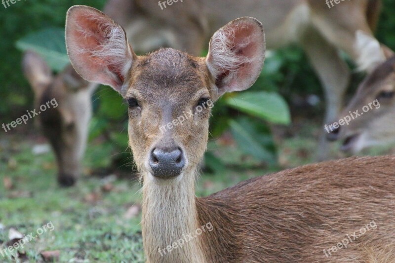 Deer Nature Indonesia Ujungkulon Jungle