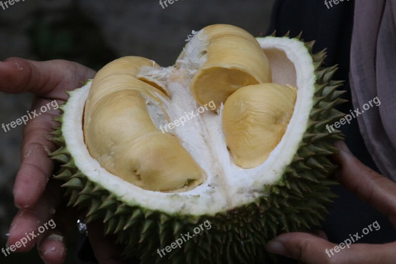 Durian King Of Fruit Exotic Fruit Free Photos