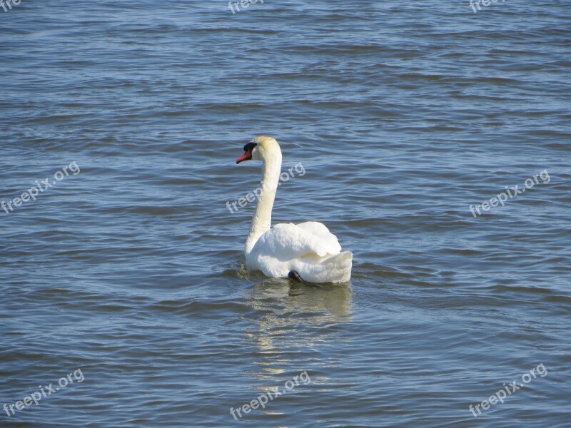 Swan Bird Canada Port Credit Free Photos