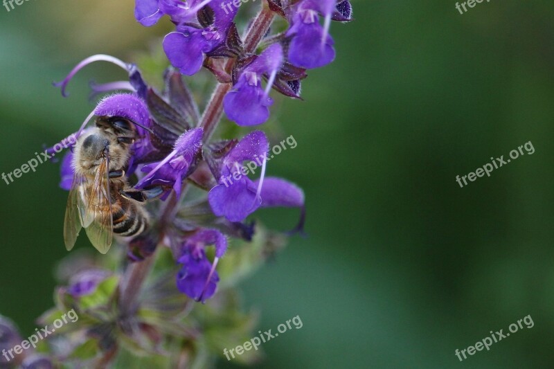 Macro Bee Insect Summer Pollination