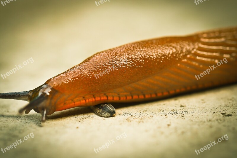 Snail Animal Mollusk Slug Nature