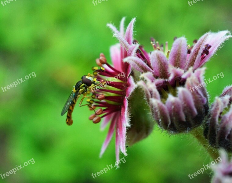 Ordinary Long Belly Campestris Sphaerophoria Scripta Sxhwebfliege Syrphidae Blossom