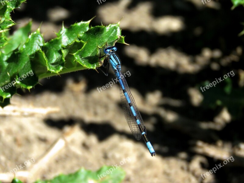 Blue Dragon Fly Dragon Fly Dragonfly Free Photos