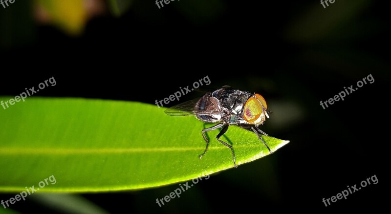 Fly Housefly Insect Insectoid Leaf