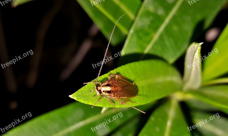 Cockroach Roach German Cockroach Insect Bug