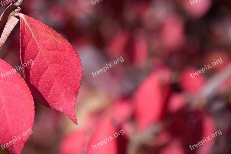 The Leaves Autumn Autumn Leaves Leaves Leaf