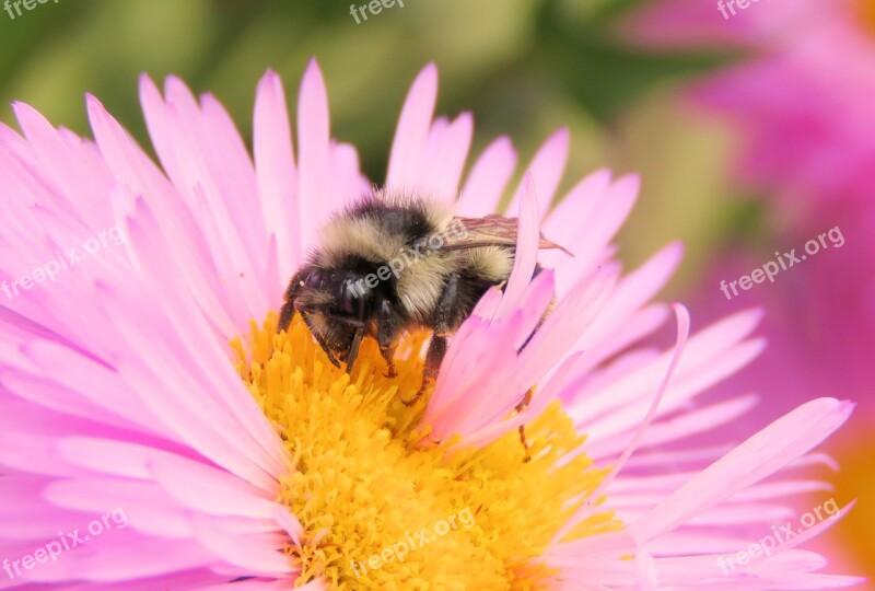 Bee Aster Pollen Flower Insect