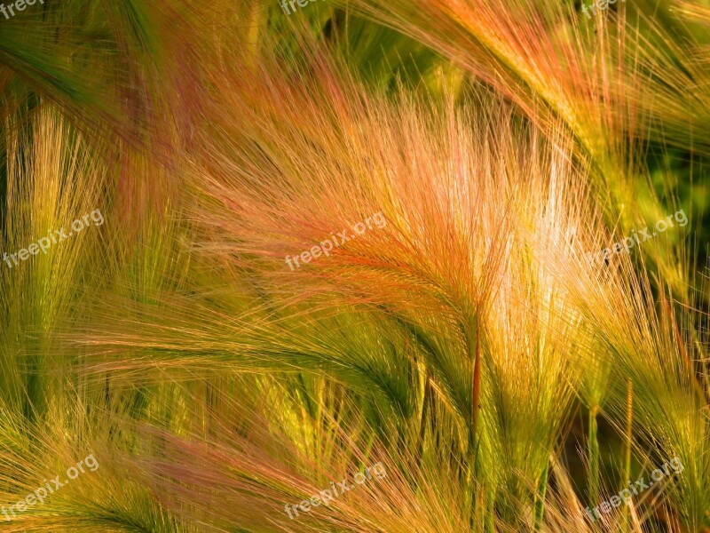 Foxtail Barley Ornamental Grass Grass Free Photos