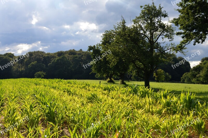 Corn Fields Reported Monoculture Flood Risk