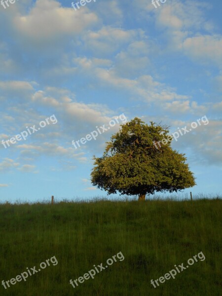 Tree Apple Tree Solitaire Pasture Clouds